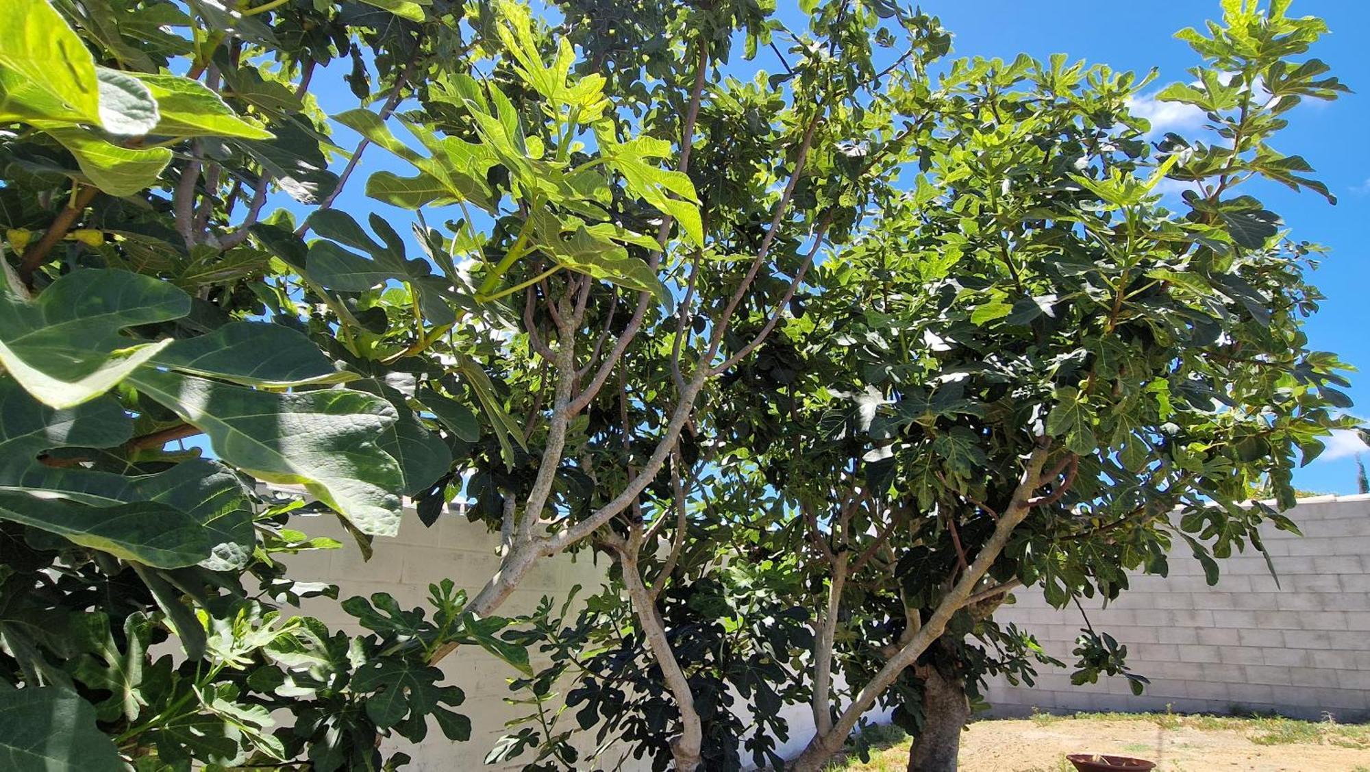 Casa Vacacional En Chiclana De La Frontera Villa Екстериор снимка
